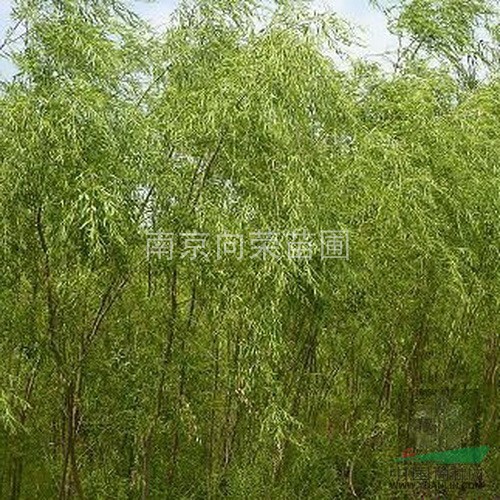 中小規(guī)格的垂柳價格 黃皮垂柳價格 最新金絲垂柳價格報價