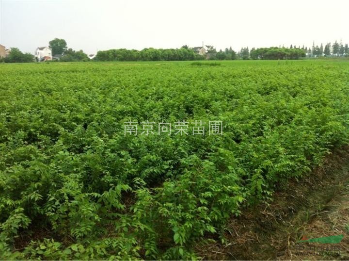 叢生樸樹價格報價 江蘇樸樹價格 最便宜的樸樹價格