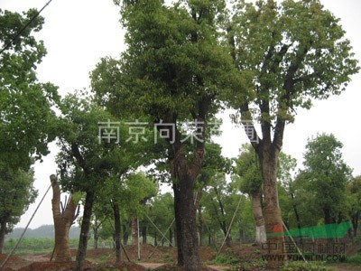 叢生樸樹價格報價 江蘇樸樹價格 最便宜的樸樹價格