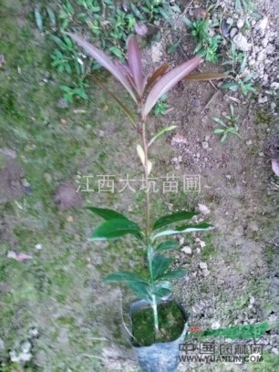 供應(yīng)精品楠木杯苗，刨花楠杯苗