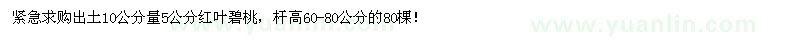 求購出土10公分量5公分紅葉碧桃