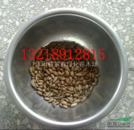 桂花種子供應(yīng)商