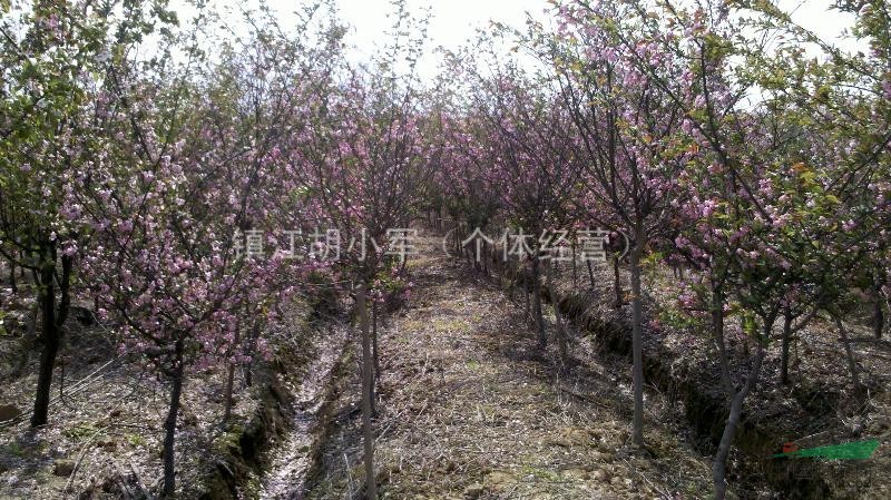 江蘇句容櫻花供應(yīng)，價格從優(yōu)！