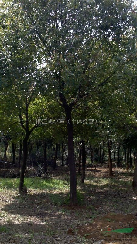 10-20cm香樟櫸樹大量供應(yīng)！價(jià)格電聯(lián)洽談！