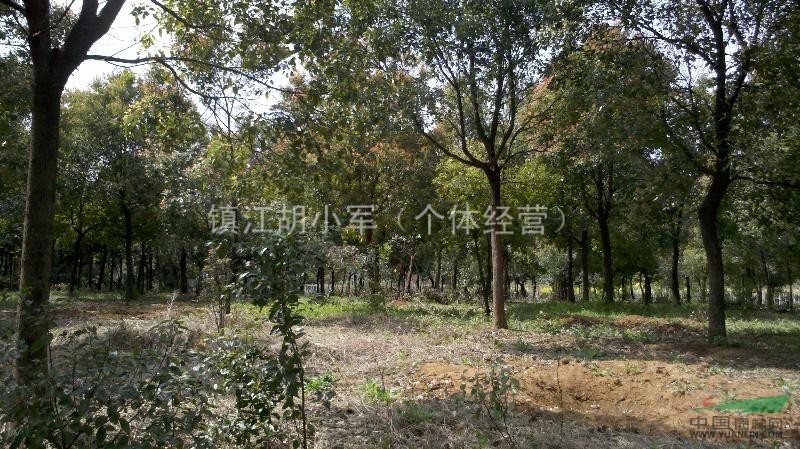10-20cm香樟櫸樹大量供應(yīng)！價(jià)格電聯(lián)洽談！