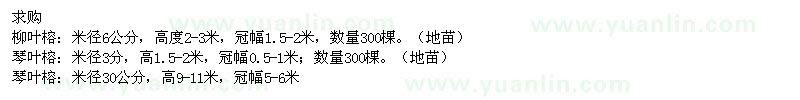 求購柳葉榕,琴葉榕
