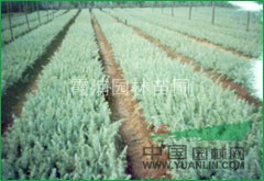提供最便宜的8米雪松價(jià)格 湯泉雪松樹價(jià)格