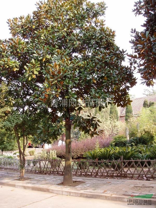 最便宜的湯泉廣玉蘭價格-雪松1-10米價格最優(yōu)惠