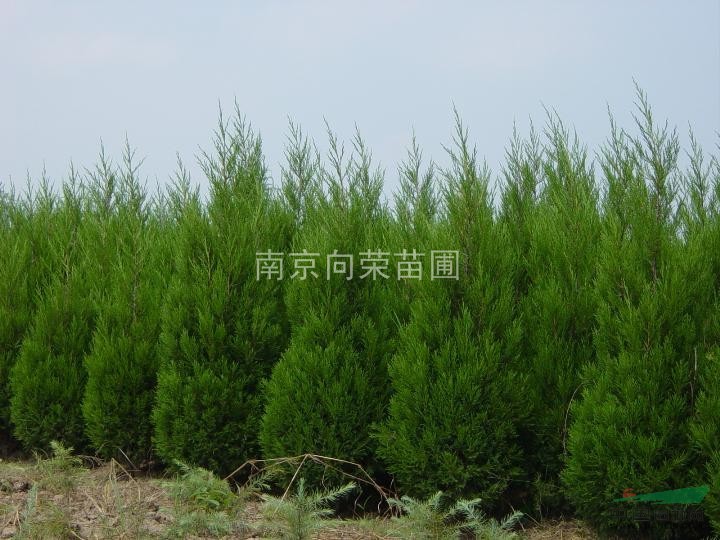 2016年蜀檜價格咨詢 南京湯泉蜀檜銷售中心