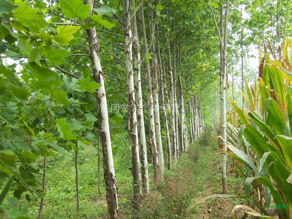 法桐價(jià)格法桐行情