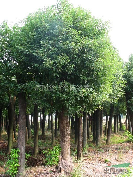 供應(yīng)10公分大葉女貞