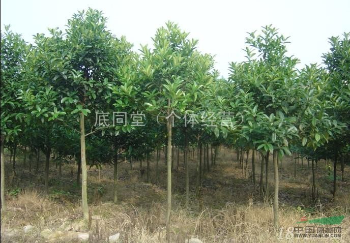 大量供應(yīng)冬青樹冬青球