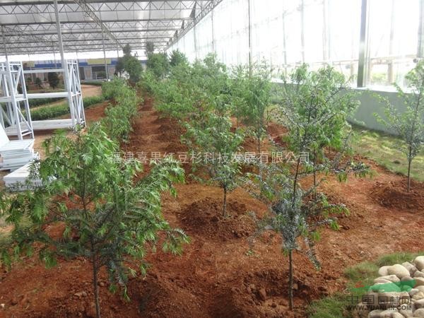 喜果紅豆杉地徑1公分2年生大苗綠化苗木