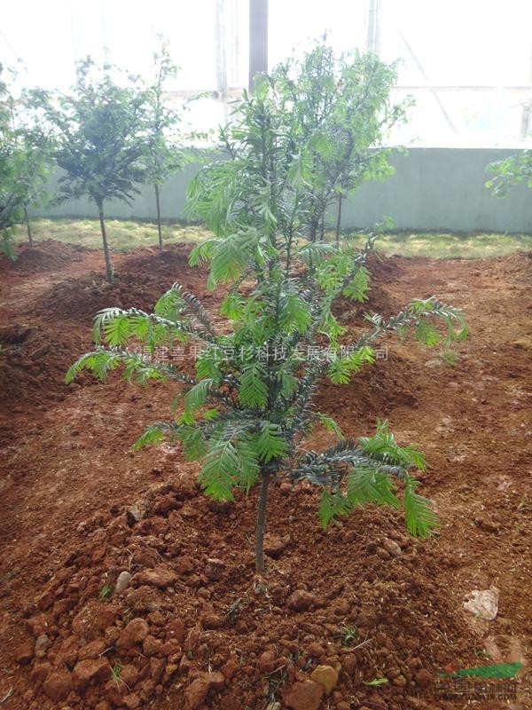 喜果紅豆杉地徑1公分2年生大苗綠化苗木