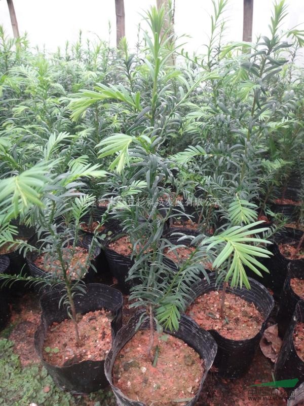 喜果紅豆杉50-60小苗綠化苗木