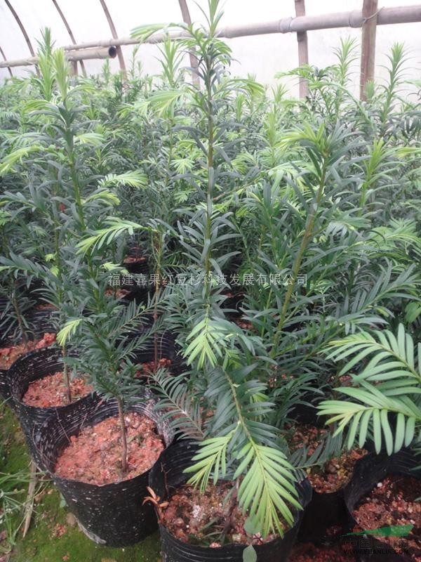 喜果紅豆杉50-60小苗綠化苗木