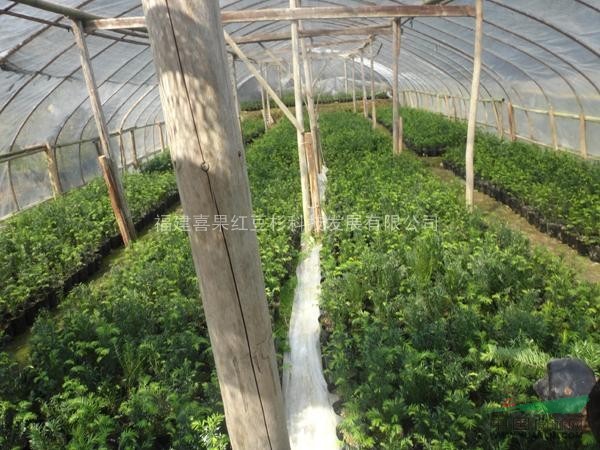 喜果紅豆杉15-25小苗綠化苗木