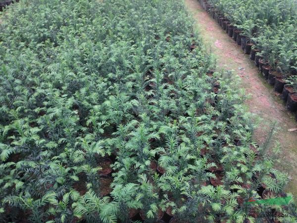 喜果紅豆杉30-40小苗綠化苗木