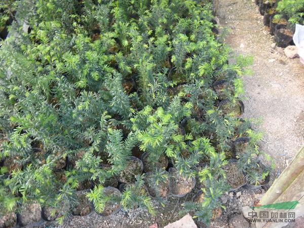喜果紅豆杉30-40小苗綠化苗木