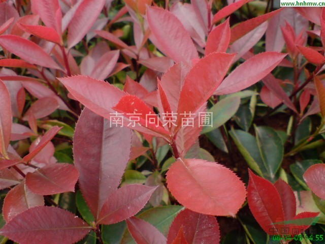 南京紅葉石楠價(jià)格 最便宜的紅葉石楠價(jià)格 紅葉石楠小苗價(jià)格 