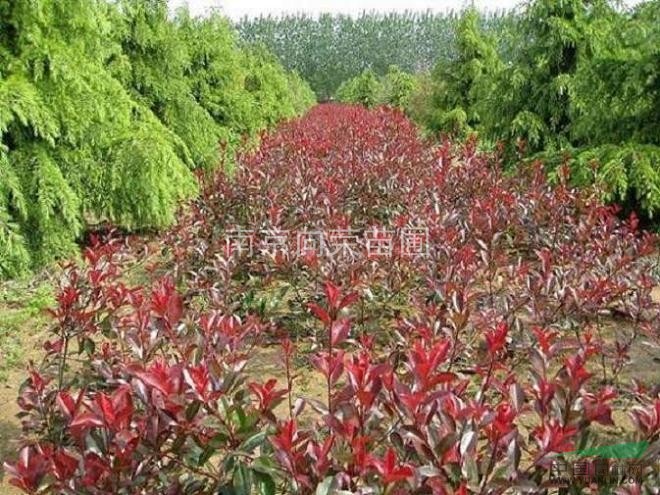 南京紅葉石楠價(jià)格 最便宜的紅葉石楠價(jià)格 紅葉石楠小苗價(jià)格 