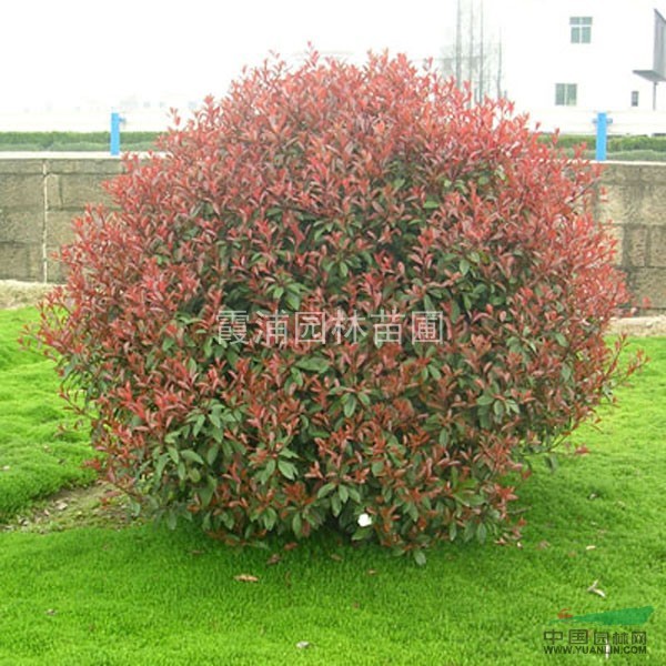 最便宜的廣玉蘭價格 紅葉石楠價格 馬褂木價格最新報價
