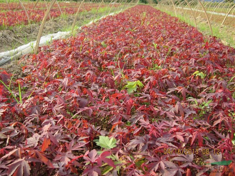 紅楓芽苗