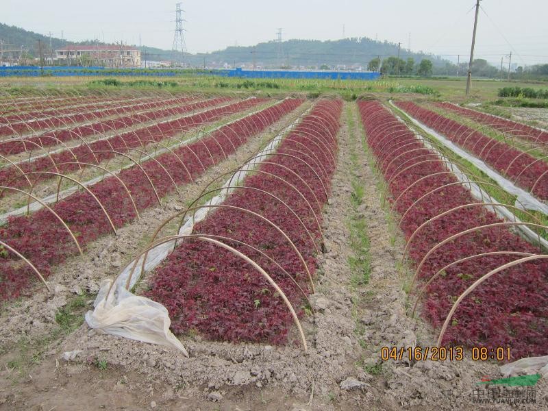 紅楓芽苗