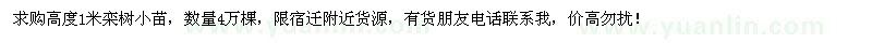 求購(gòu)高1米欒樹(shù)小苗4萬(wàn)棵