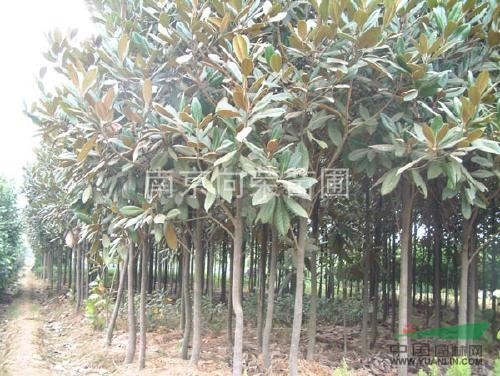 廣玉蘭小苗最新價(jià)格報(bào)價(jià) 12公分廣玉蘭價(jià)格 8公分廣玉蘭價(jià)格