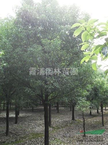 無患子價格 江蘇無患子價格 南京無患子價格最便宜