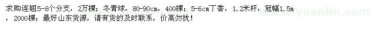 求購連翹、冬青球、丁香