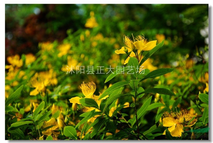 三葉草、金銀花、金絲桃