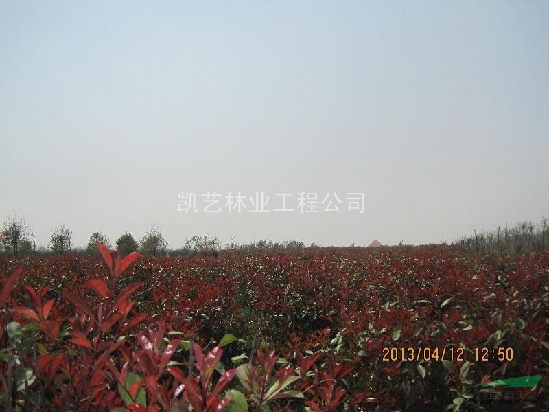 紅葉石楠超大規(guī)?；? /></p>
                    <p class=