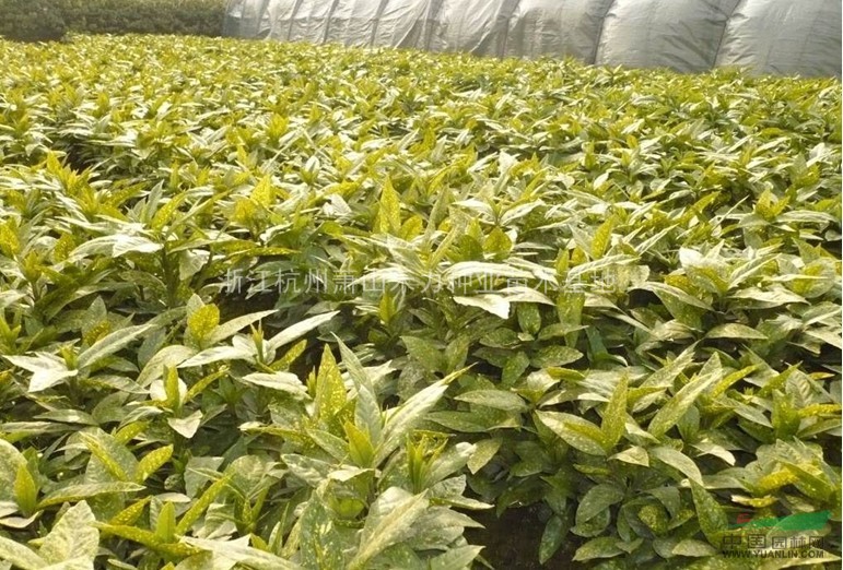 花葉珊瑚 桃葉珊瑚