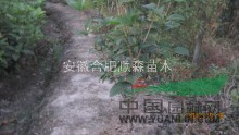 安徽廣玉蘭小苗、、苗壯