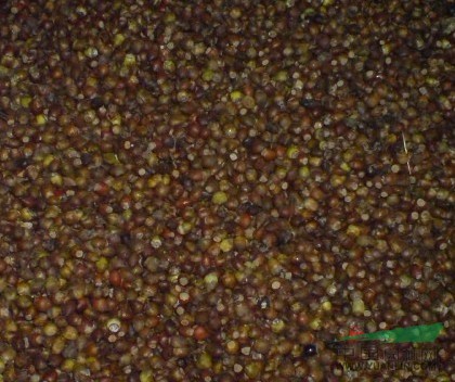 紅豆杉種子 沙藏2年種子
