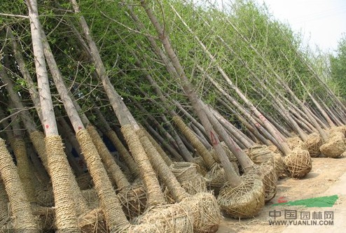 西安市裕盛園林苗圃供應(yīng)各種苗木