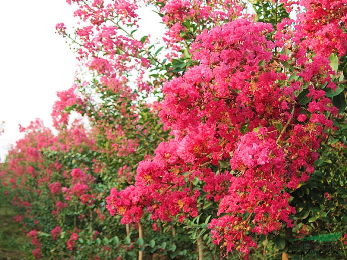 出售國旗紅百日紅（一年苗，80-160公分）