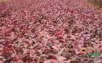 紅花繼木1供應/紅花繼木1圖片