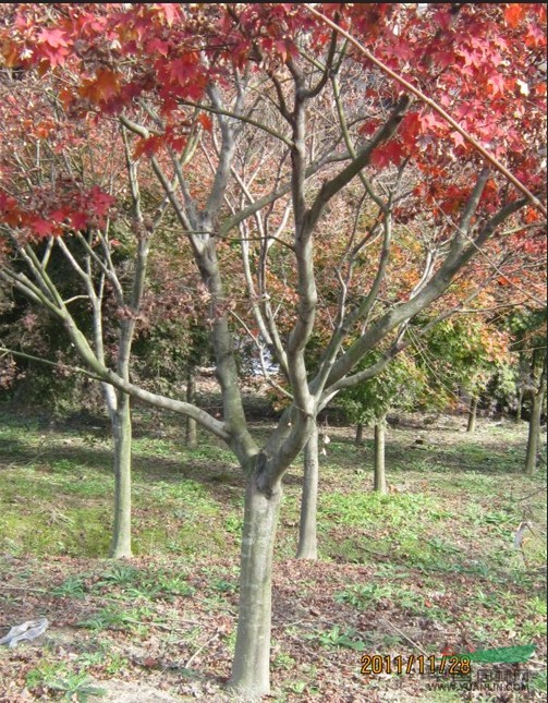 浙江紅楓介紹
