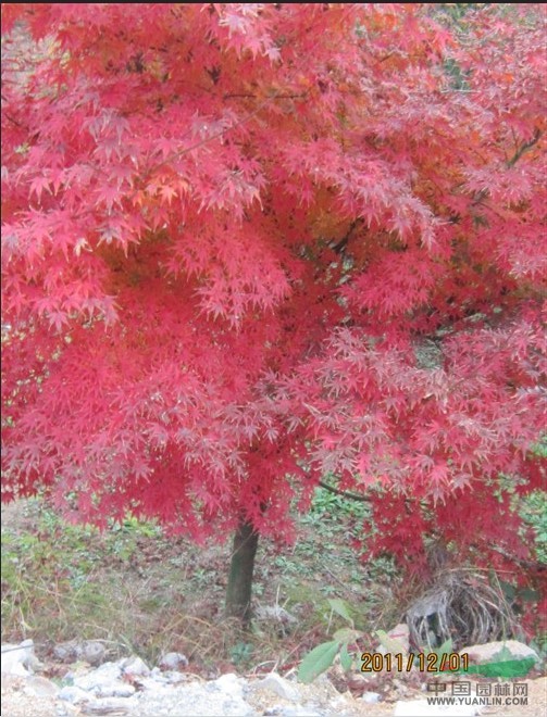 浙江紅楓介紹