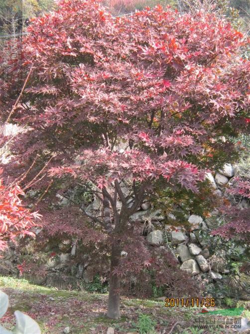 浙江紅楓2最新報價/紅楓2圖片
