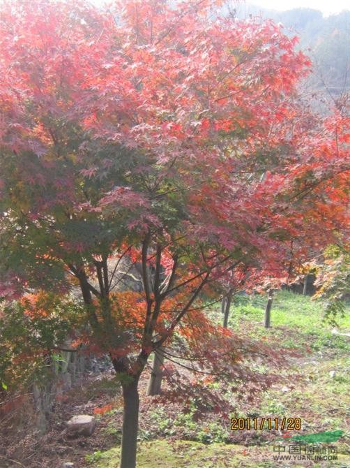 浙江紅楓2最新報價/紅楓2圖片