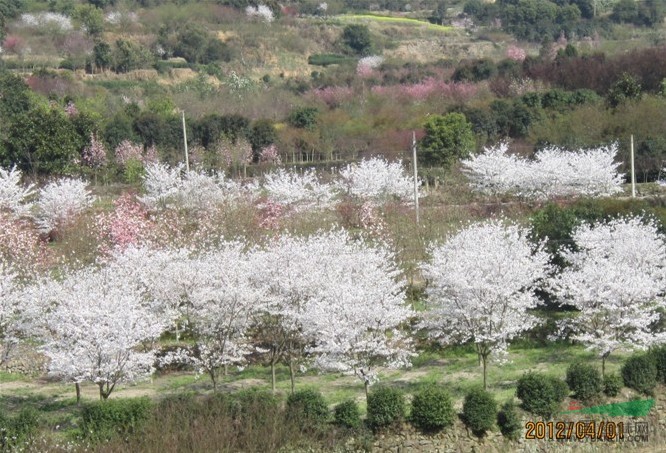 浙江櫻花2最新報(bào)價(jià)/櫻花2圖片