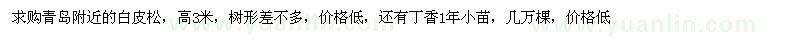 求購白皮松高3米