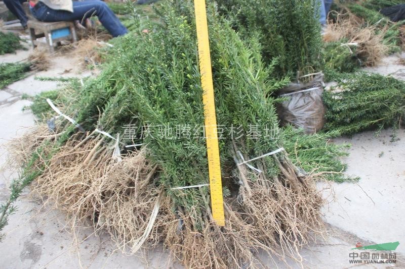 曼地亞紅豆杉 （黃金樹(shù))