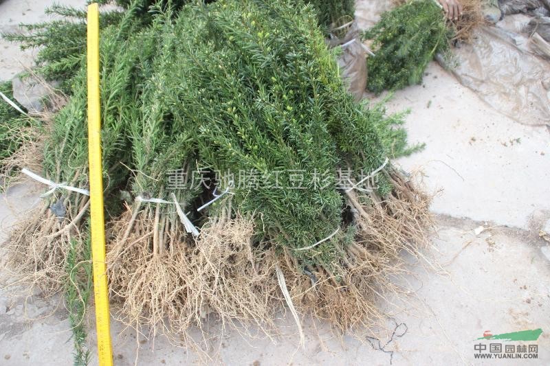 曼地亞紅豆杉 （黃金樹(shù))