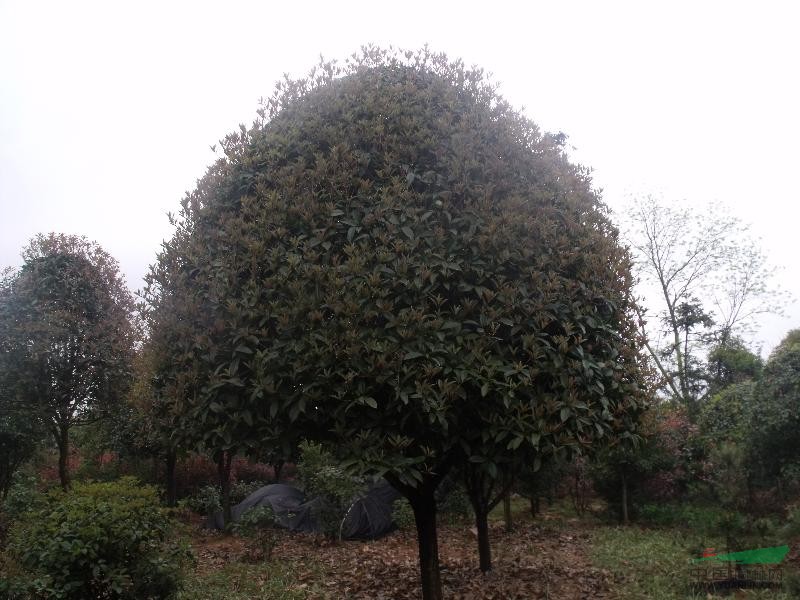 精品桂花，桂花小苗，桂花球