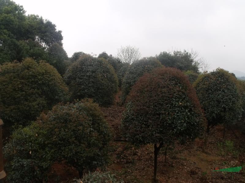 精品桂花，桂花小苗，桂花球